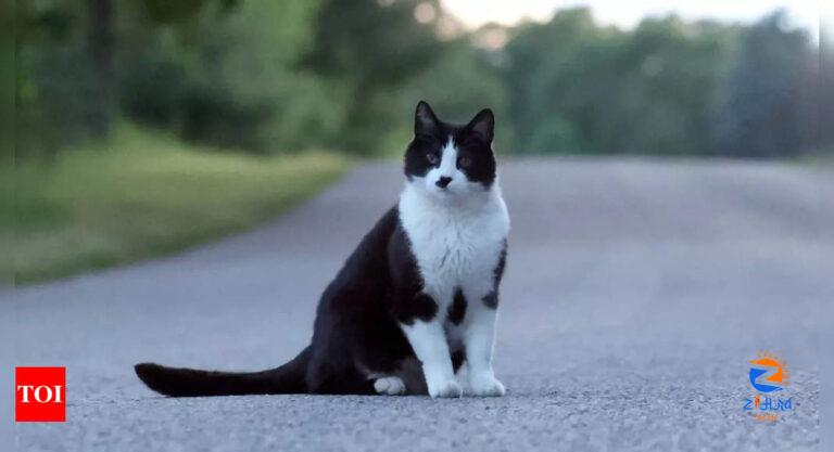 Study reveals how a cat’s nose can identify food scents