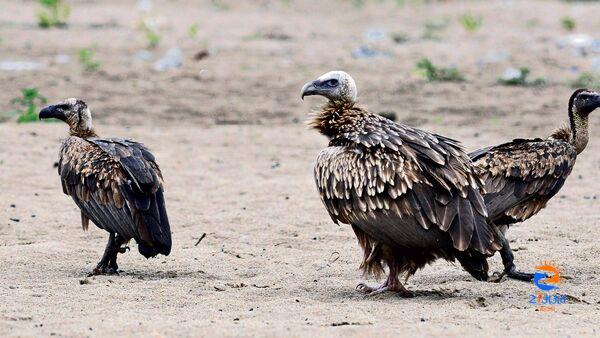 Govt may ban two vet drugs to save vultures