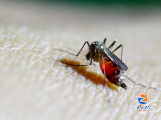 Egypt launches project to study mosquito disease vectors in Red Sea, Hurghada