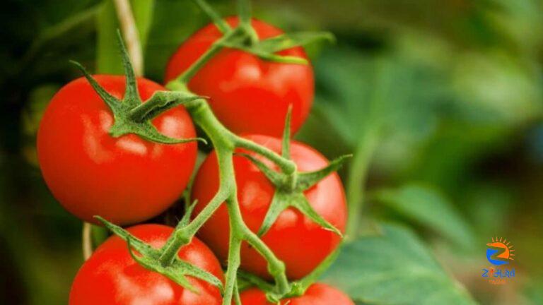 Tomatoes to be Sold at Rs 90 per kg in Delhi-NCR Through Mobile Vans | Here’s All You Need to Know