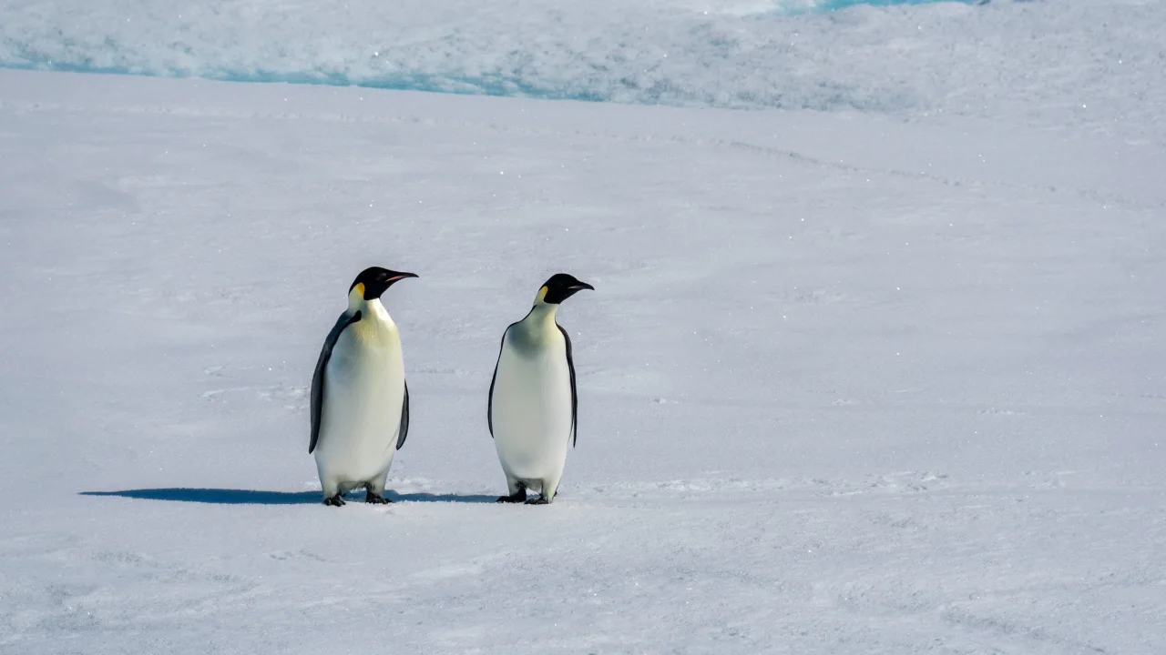 ‘Catastrophic’ loss: Huge colonies of emperor penguins saw no chicks survive last year as sea ice disappears