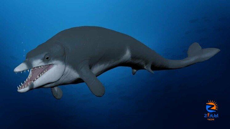 Researchers discover small whale ancestor in Egypt