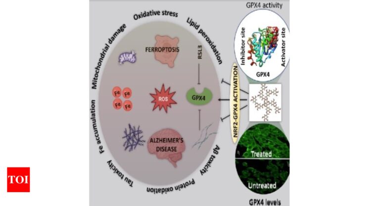 Polyphenols: Researchers find potential treatment route for Alzheimer’s