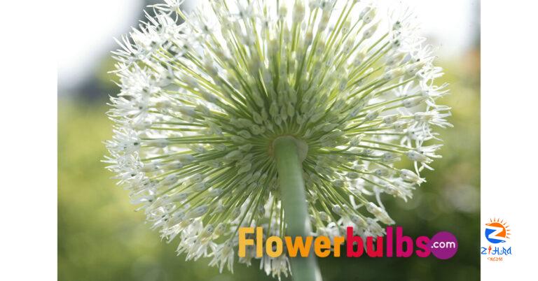 Flowerbulbs.com Names Allium the 2023 Bulb of the Year!