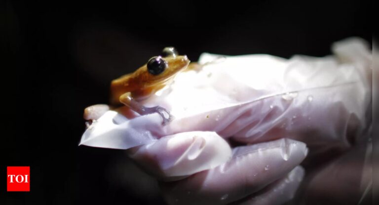 Biodiversity Loss: Climate change primary driver of amphibian decline: study