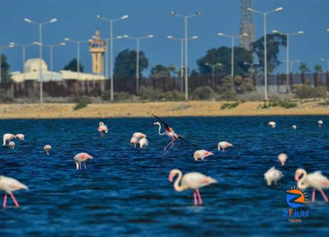 Flamingos migrating from Europe decorate Port Fouad Reserve