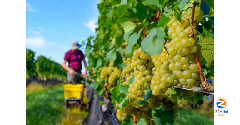 Linganore Winecellars Celebrates a Fruitful 2023 Harvest & New Grape