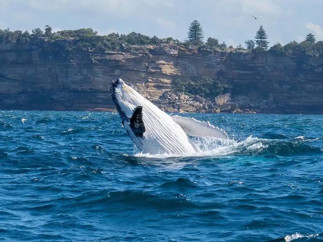 Best Time Of Year to go Whale Watching in Sydney