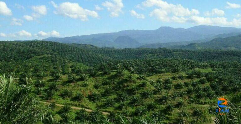 200,000 Hectares of Oil Palm Plantations to Be Converted Into Forests, Indonesia’s Government Says