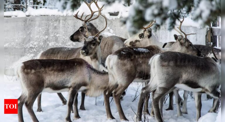 Reindeer Vision: Post-flight feast: Study suggests reindeer vision evolved to spot favorite food