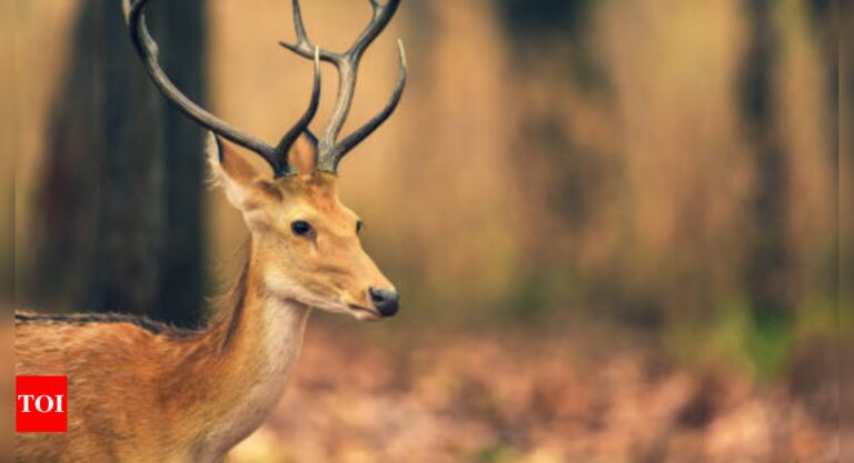 Zombie Deer Disease: What is the ‘zombie deer disease’ and can it spread to humans?