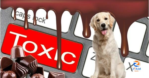 Your Essential Guide on What to Do if Dog Eats Chocolate