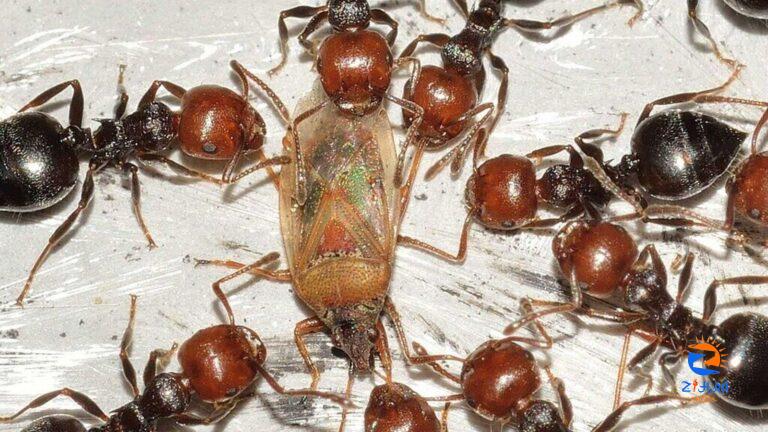 Like human armies, army ants trail crowds of hangers-on