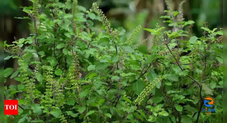 Tulsi Tales: The Spiritual and Healing Powers of Holy Basil in Your Home |