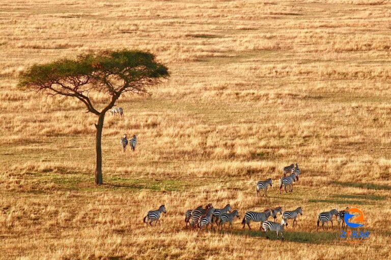 10 Things to Know About Serengeti National Park