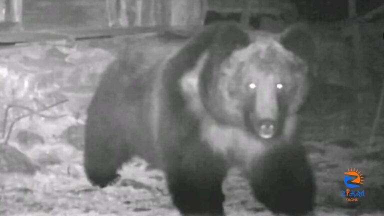 In pics: Rare Tibetan brown bear spotted in Sikkim; WWF Camera traps unearth folklore