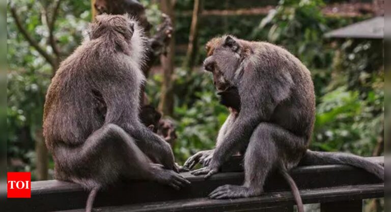 Great Apes Tease Each Other: Study |