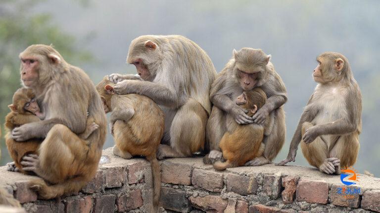 Explained | Monkey fever kills 2 in Karnataka: Definition, transmission, prevention and more