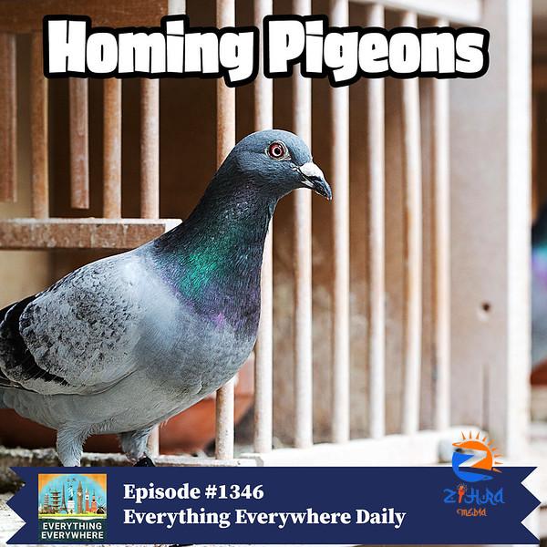 Homing Pigeons