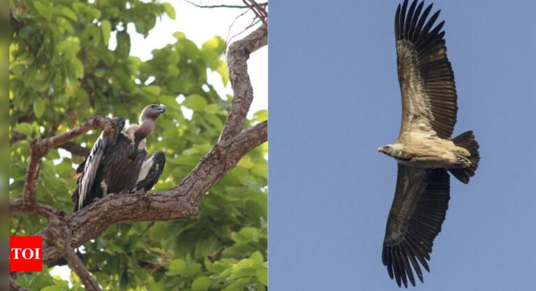 A first of its kind Vulture diet study reveals conservation needs in India