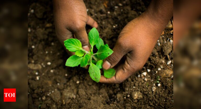 The special meaning of Tulsi plant at home