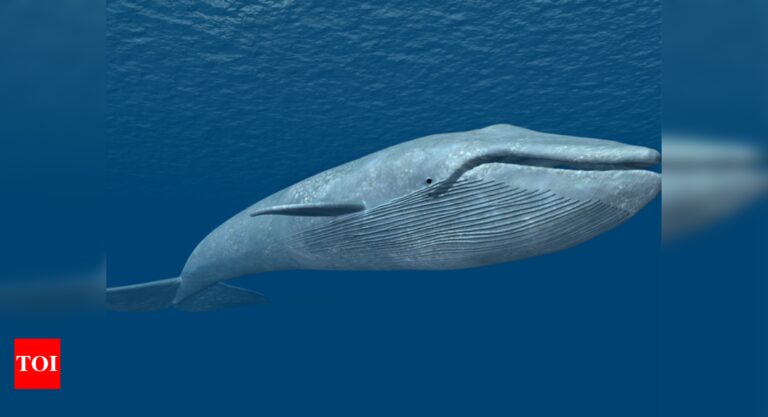 Saved from whaling, blue whales now face threat from global warming, human activities: Study