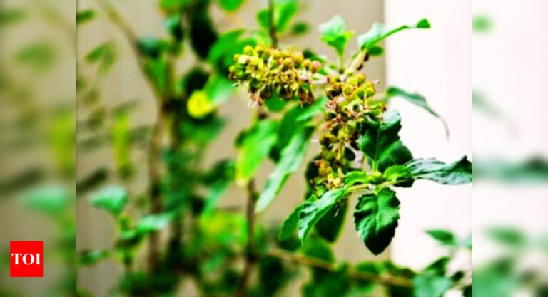 Understanding Why Tulsi is Important in Astrology