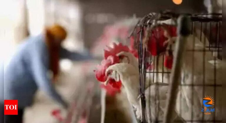 Human cases of bird flu ‘an enormous concern’: WHO