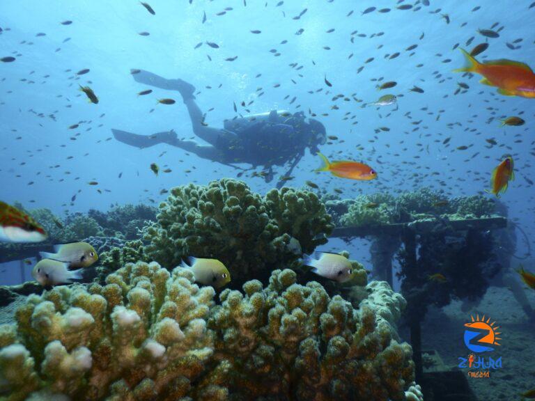 Study offers renewed hope for saving the Red Sea’s coral reefs