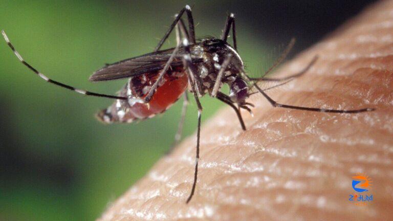 A mosquito-borne disease is spreading as the planet warms