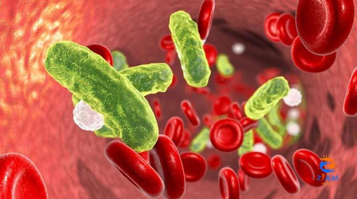 This vampire-like bacteria sucks out blood from humans