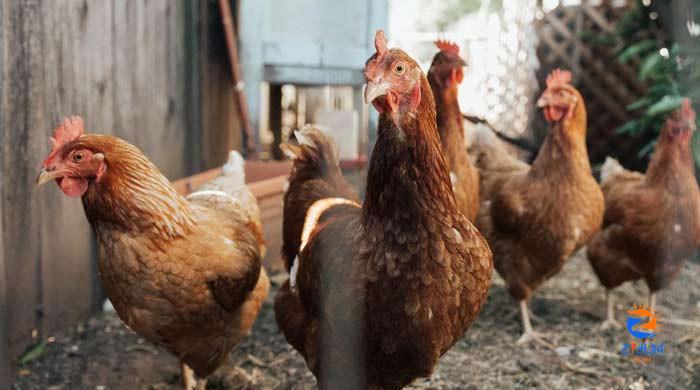 Bird flu outbreak attacks US: Here’s explanation