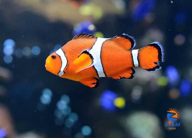 ‘Nemo’ clownfish species hatched for the first time in Egypt