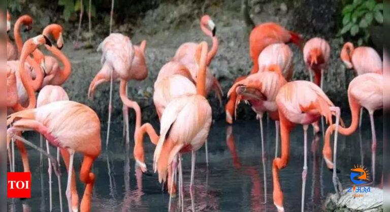 Chilean scientists track flamingos by satellite to preserve dwindling population