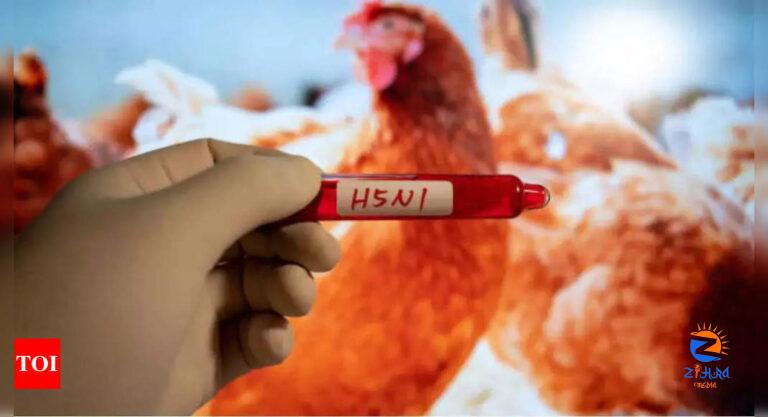 Bird flu vaccines for laying hens prove effective in practice