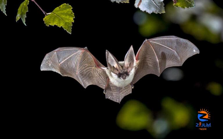 Bats could hold secret to long life — and other health news you may have missed