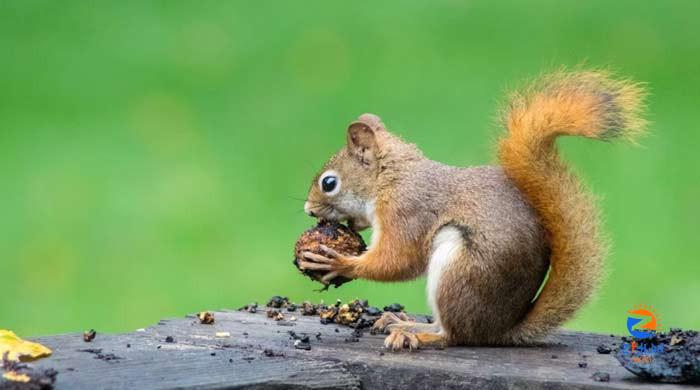 Middle Age squirrels likely behind leprosy in modern England