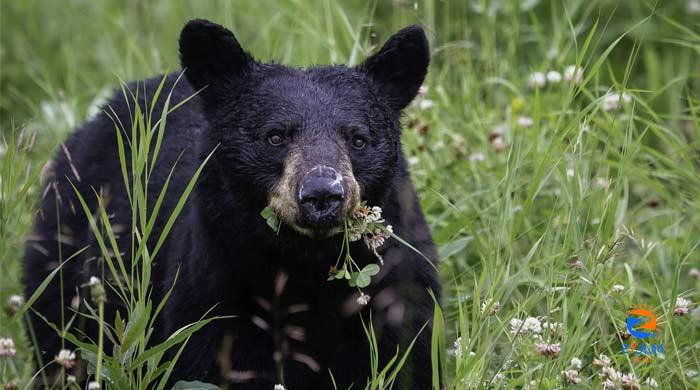 Six infected with deadly brain worms after consuming black bear meat: report