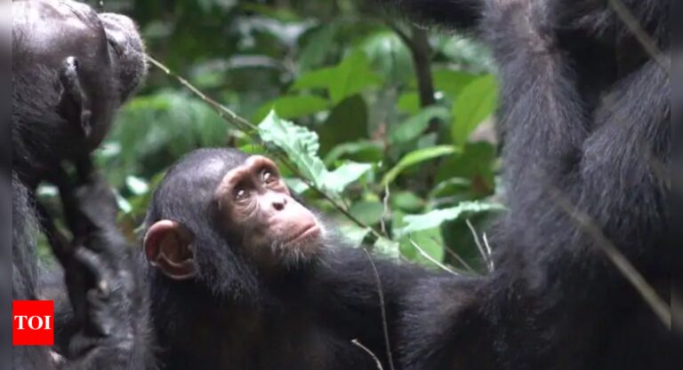 Chimps found to ‘seek out’ plants to heal injuries, infections: Study