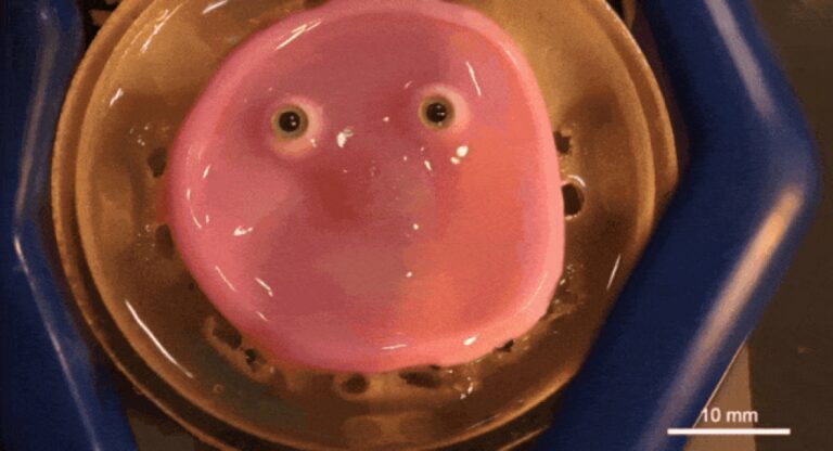 A pink blob with beady eyes: Robot with ‘living skin’ and a pretty smile