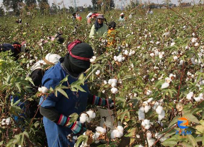 CAPMAS reports 36.5% increase in Egypt’s cotton exports during 2023