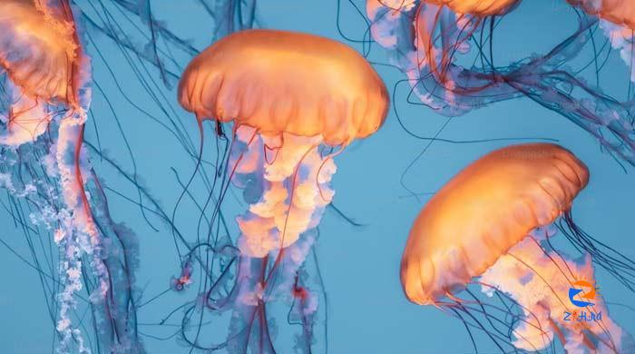 Jellyfish can help detect heart disease?