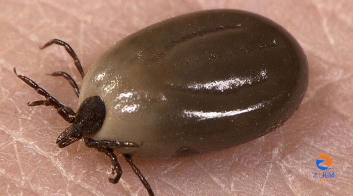 Cases of tick disease explode in Scotland