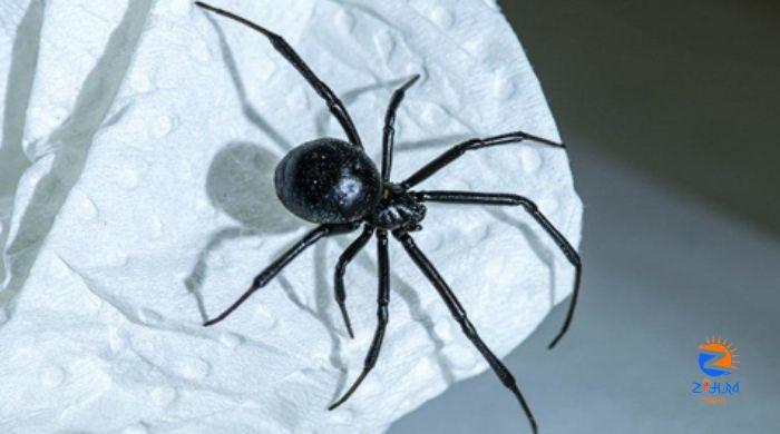 ‘World’s deadliest spider’ coming back: Should you worry?