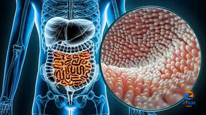 Scientists discover major driver to treat inflammatory bowel disease