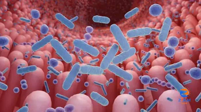 Gut microbiome can determine age of human body