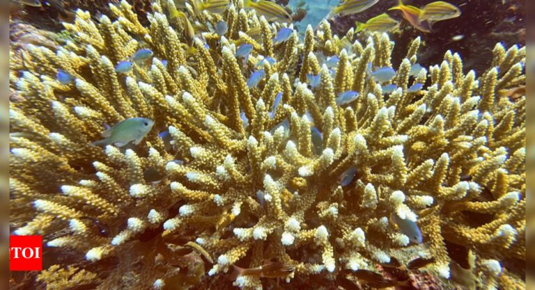 Coral bleachings devastate Bali reefs as sea temperatures rise