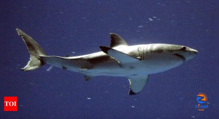 Great White Shark: Scientists release 200 gallons of synthetic blood to lure great white shark