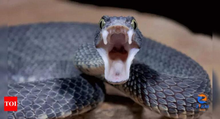 Breakthrough: Common blood thinner can be affordable antidote for cobra venom