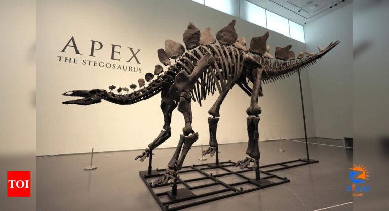 New record: 150-million-year-old Stegosaurus fossil sells for $45m